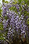 Wisteria Issai IMG_4416 Glicynia